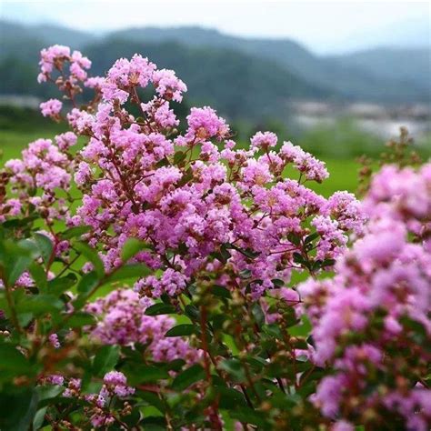 觀賞樹木 推薦|【庭院樹】讓庭院繽紛綻放！7種療癒花香觀花樹與吉利景觀樹大。